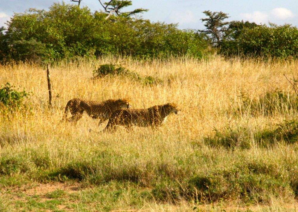 Kenya. Time at El Karama Ranch | Our Travel Photo Gallery